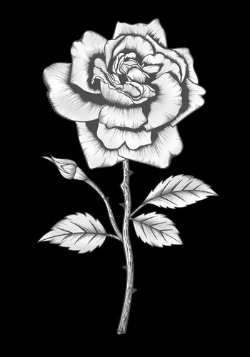 Цветок 069 (роза)