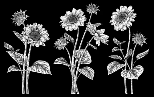 Цветы 070 (подсолнухи)